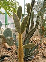 Opuntia galapageia (fam Cactacees) (Galapagos, Equateur) (1) (Photo F. Mrugala)